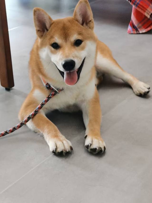 枞阳九曲苑民宿图片