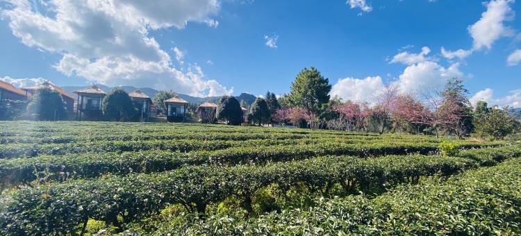 茶海云端民宿(沧源天润茶园店)图片