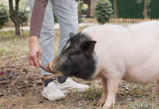 远青温泉民宿图片