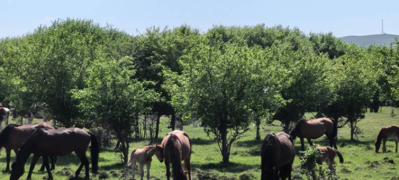 呼伦贝尔额尔古纳牧云·野马岭草原民宿(黑山头店)图片