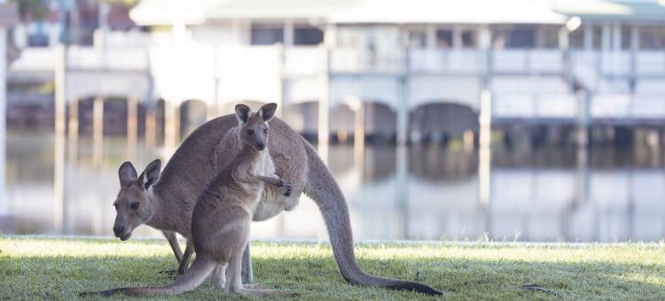 双水域诺富特度假酒店 - 阳光海岸(Novotel Sunshine Coast Resort)图片