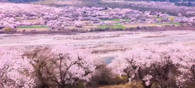 7天优品Premium酒店(林芝波密店)图片