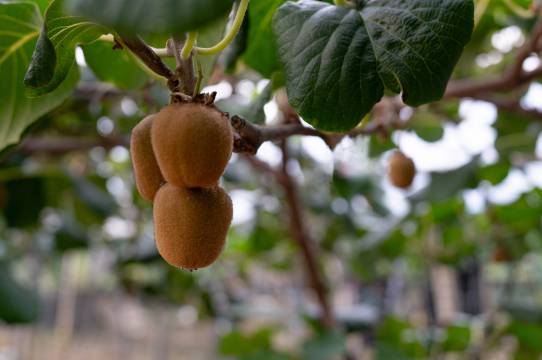 林远度假酒店(泾县皖南川藏线店)图片