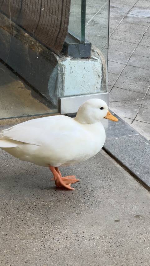 奢野·栖心谷度假山庄图片