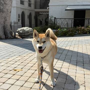 鼓浪屿晃岩36酒店图片