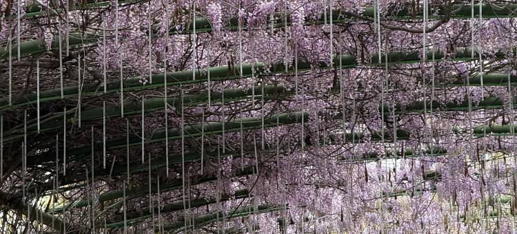 花筑·椿屿·畲乡秘境MountainVilla度假美宿(OMG心跳乐园店)图片