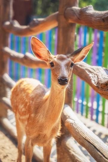 鹿鸣谷度假区修河温泉度假酒店图片