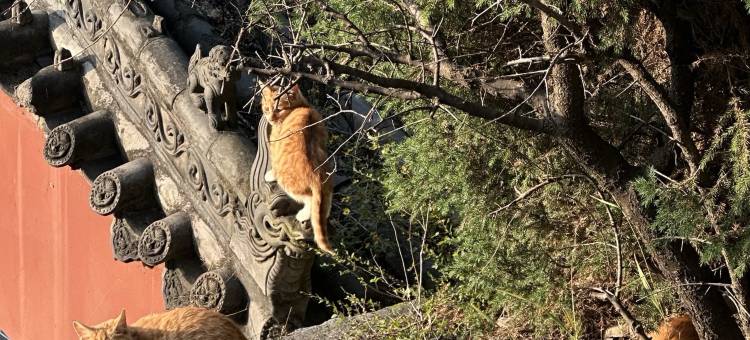 云台山向云端智能民宿(古洞窑服务区店)图片