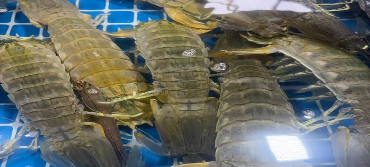 锦江之星酒店(陵水清水湾店)图片