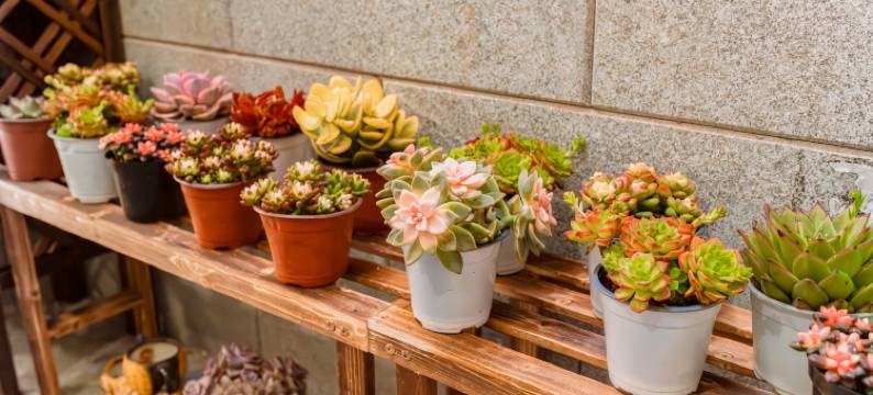 大理古城爱之旅民宿图片