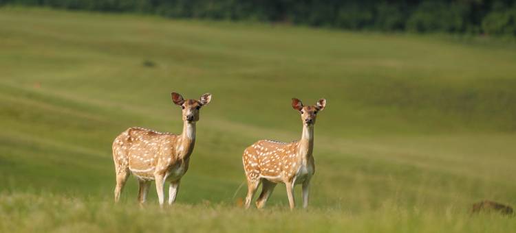 戈卡纳森林度假村酒店(Gokarna Forest Resort)图片