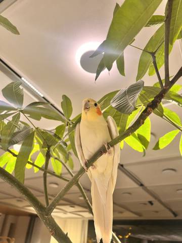 松间吾舍民宿(开封清明上河园万岁山武侠城店)图片