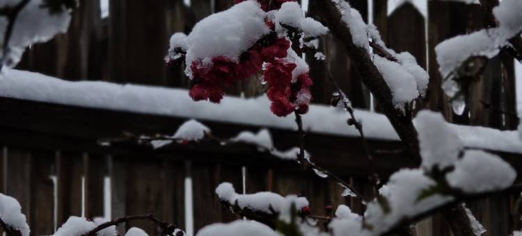 与君观山·静谧花园观雪山美宿(白沙古镇店)图片