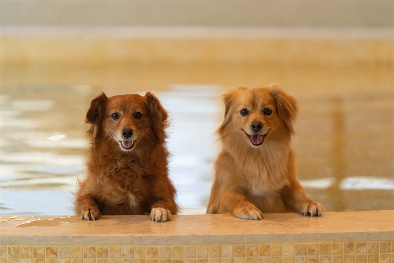 西塘宠屿酒店图片