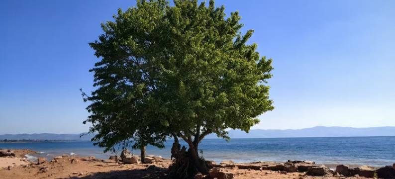 抚仙湖招财猫精品民宿图片