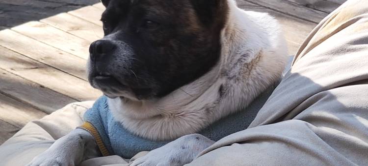 花筑·九品堂 | Century Tree 百年古树·森系院墅(束河古镇店)图片