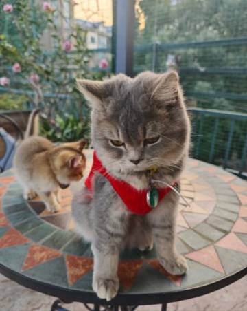 半坡山庄民宿(白哈巴景区店)图片