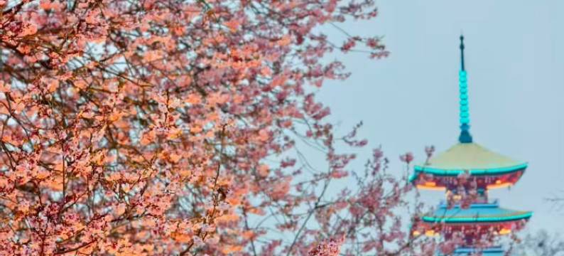 武汉楚河汉街东湖莱斯丽呈华廷酒店图片