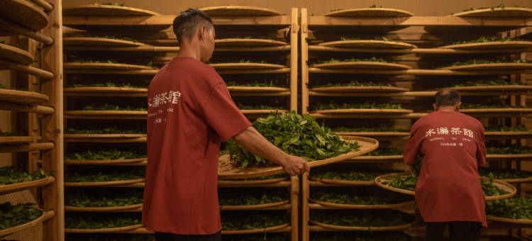 武夷山枞林别苑酒店(水帘一号茶业店)图片