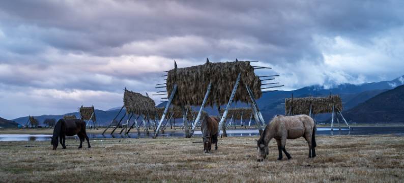 香格里拉东篱下丨纳帕海·雪山观景丨野奢白宫图片