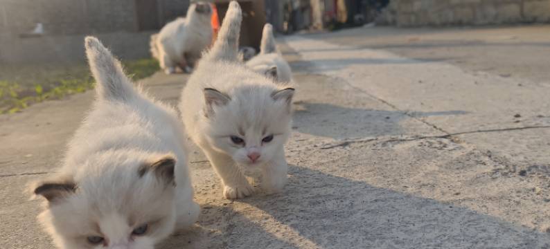 再来一晚猫咖客栈图片