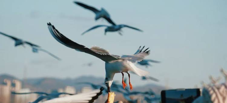 昆明滇池融创施柏阁酒店图片