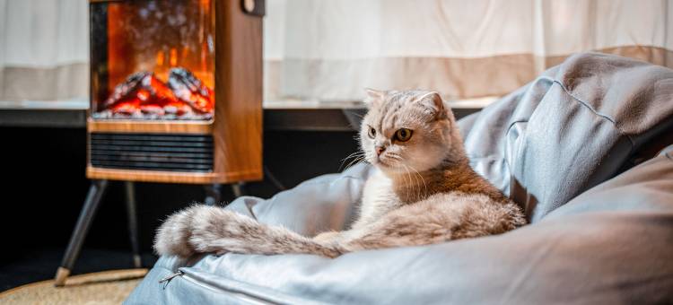 猫的赫兹酒店图片