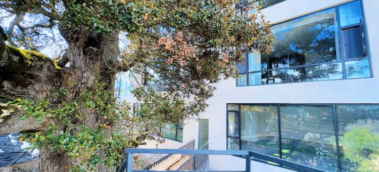 泊旅梅里古树青年民宿(飞来寺梅里雪山景区店)图片