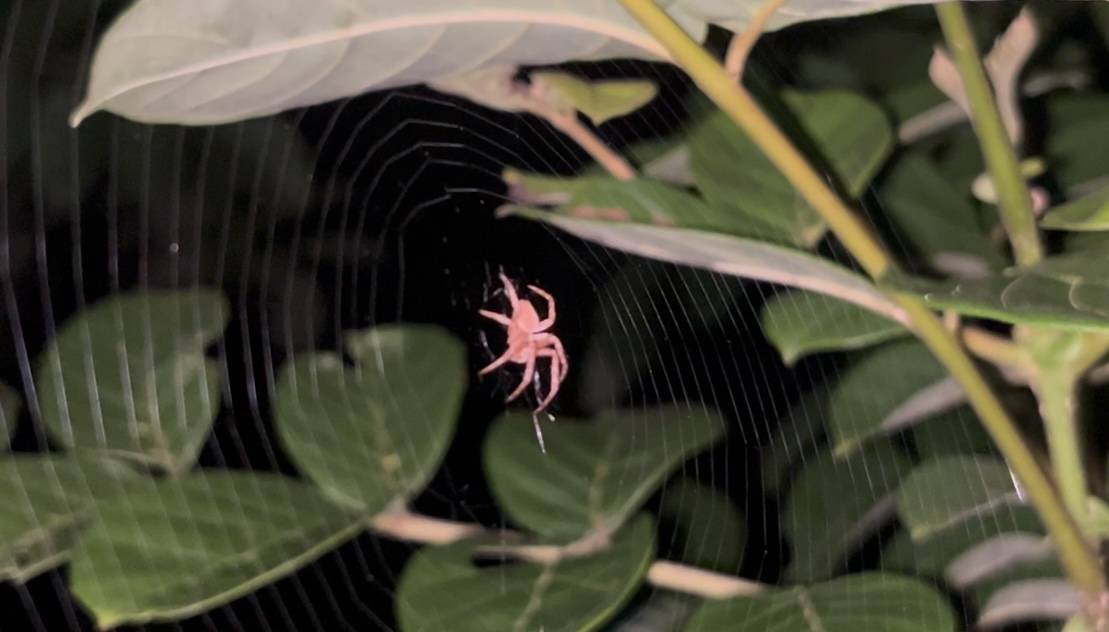花筑奢·西双版纳景洪戈兰花园酒店(傣族园店)图片