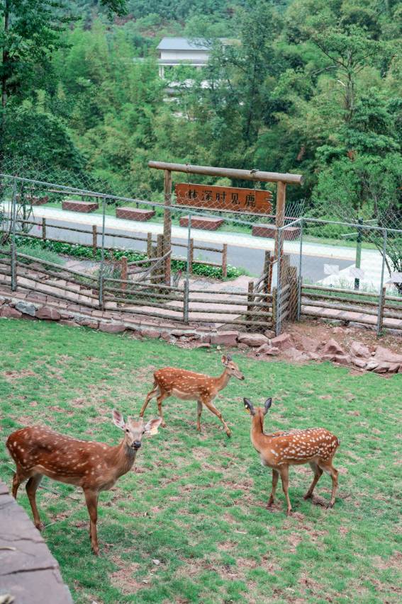 雅安十里芳菲·野玫瑰温泉村落图片
