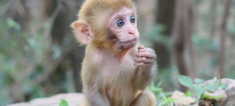 贵阳黔灵大酒店(黔灵山公园地铁站店)图片