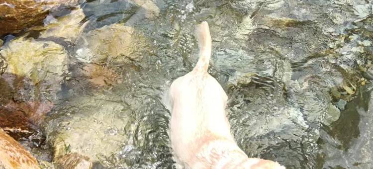 花筑·庐山三叠泉云雾四季民宿图片