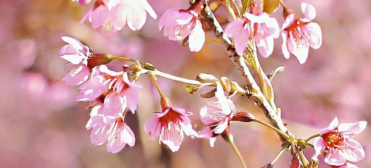 云山民宿(百花岭店)图片