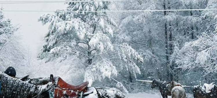 望山度假大酒店(亚布力滑雪场店)图片