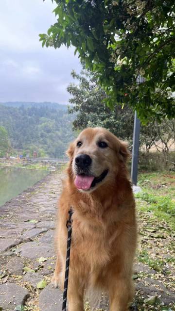 南靖土楼文化馆·1949度假村落(田螺坑景区店)图片