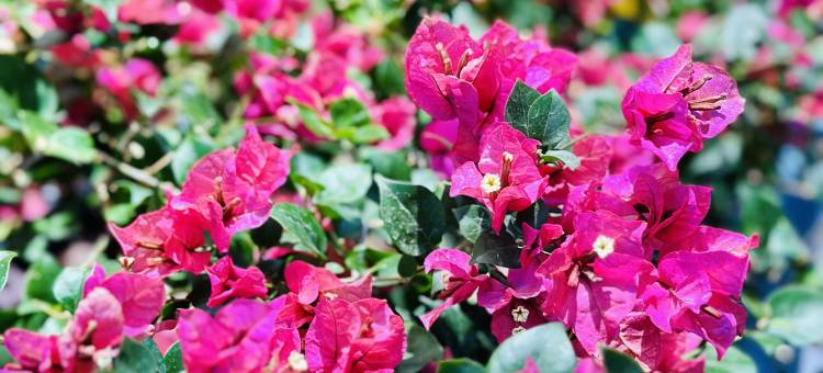 竹林民宿(西街中山路店)图片