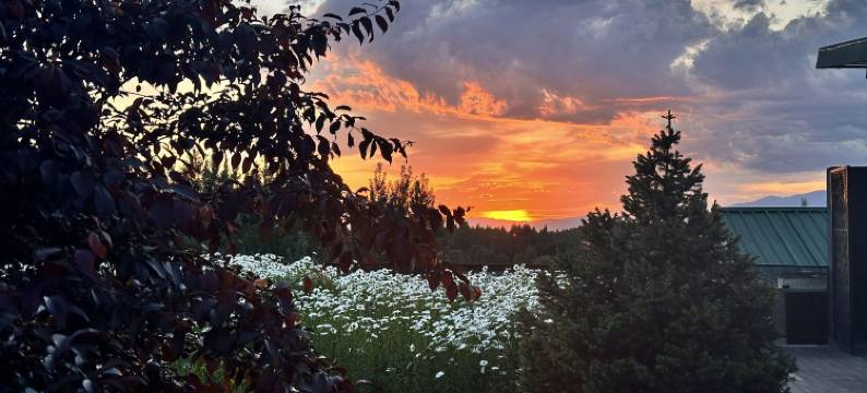 那拉提乌孙杉云居图片
