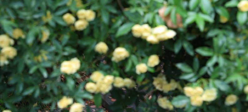 莫干山.山里猫居.森系温汤度假美宿图片