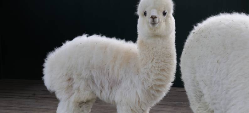 青岛鑫江温德姆酒店图片