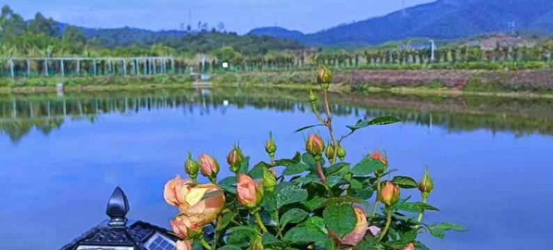 东莞市南门山森林公园小草湖庄园图片