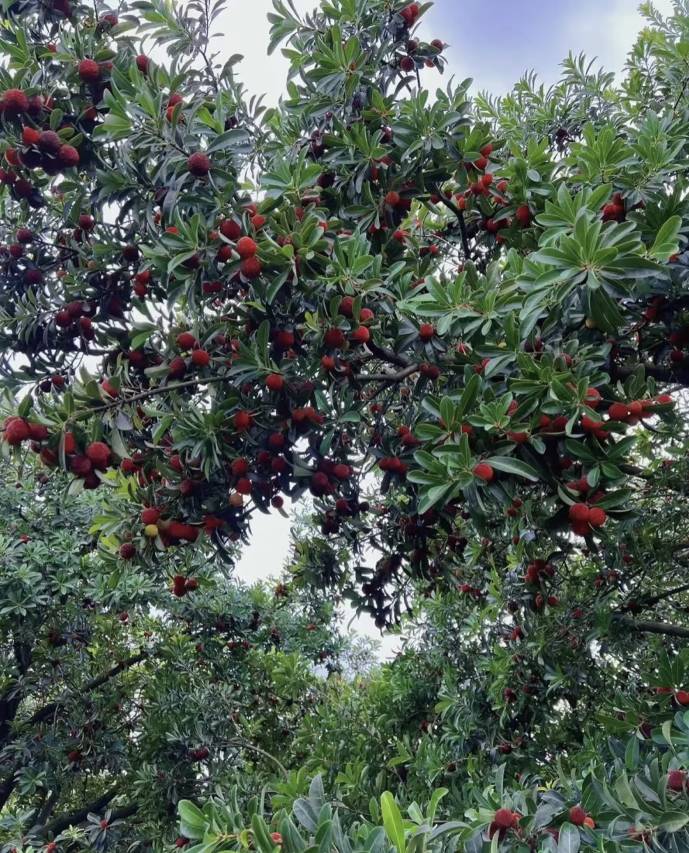 花筑·米予美宿(OMG心跳乐园店)图片