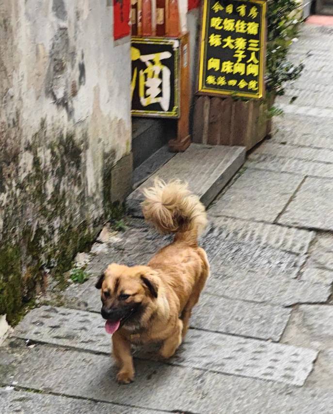 松鹤堂·徽式休闲度假客栈(宏村景区店)图片