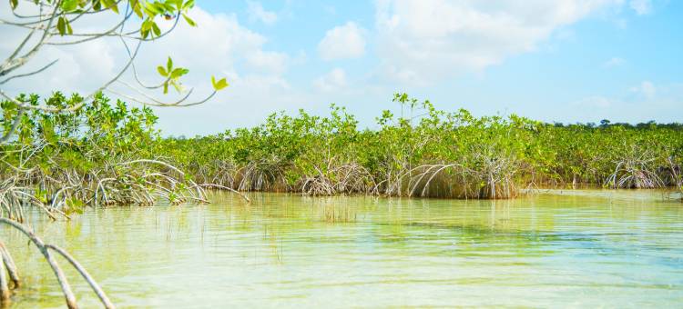 The Explorean Selva Maya Kohunlich图片