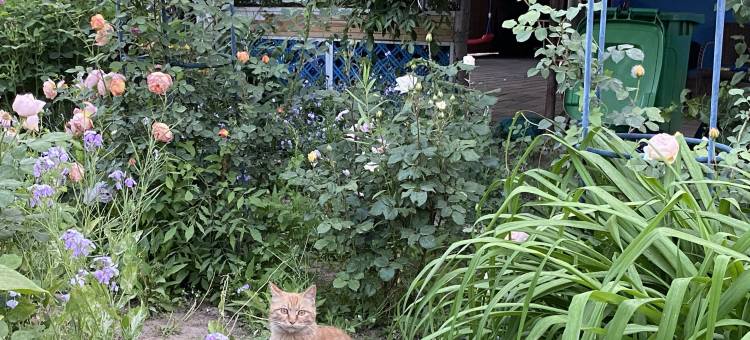 北京田里花间民宿图片