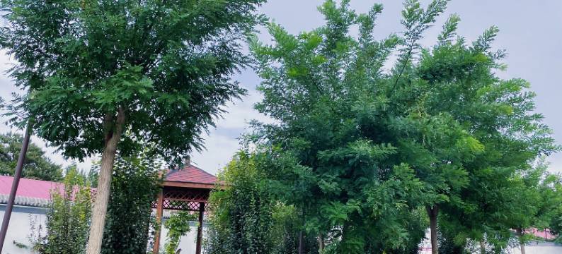 南城小院(大兴国际机场店)图片