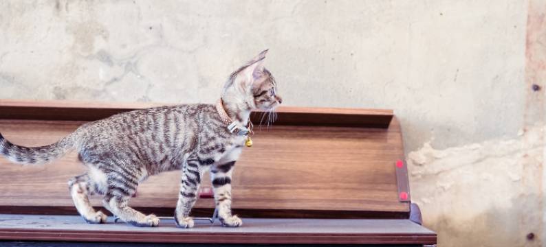 Local乐客背包旅栈图片