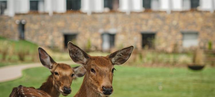 丽思漫•溯野雪山野奢度假酒店图片