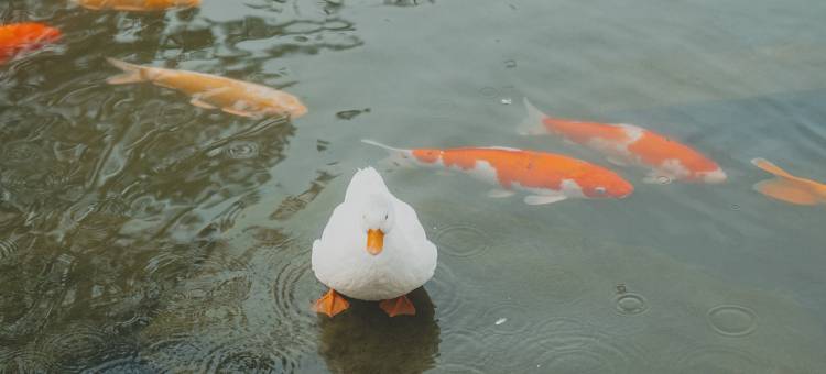 扬州瘦西湖温泉度假村图片