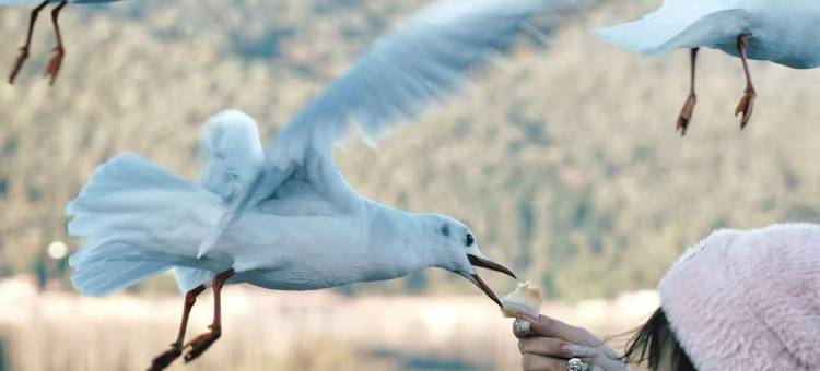 昆明滇池融创施柏阁酒店图片