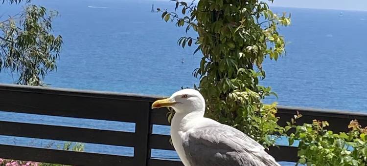 Eden Sea Cannes-Sea View Terrace Villa图片